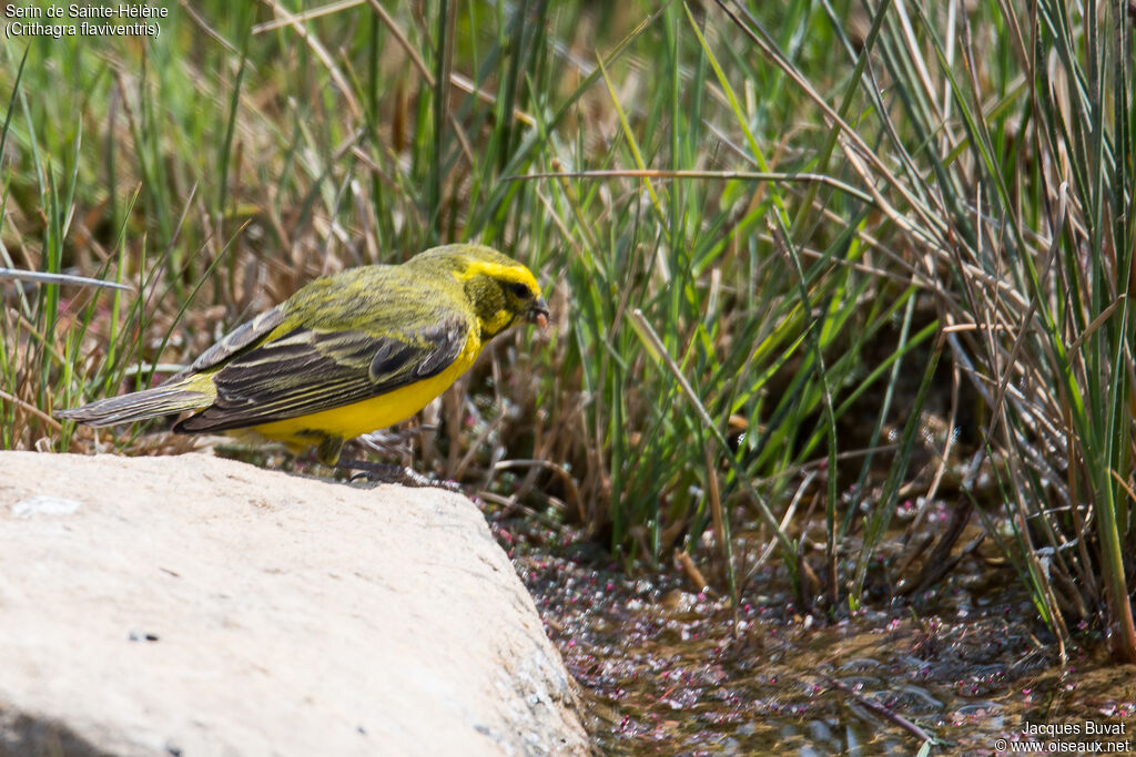 Yellow Canary male adult