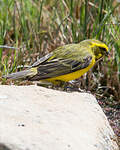 Serin de Sainte-Hélène