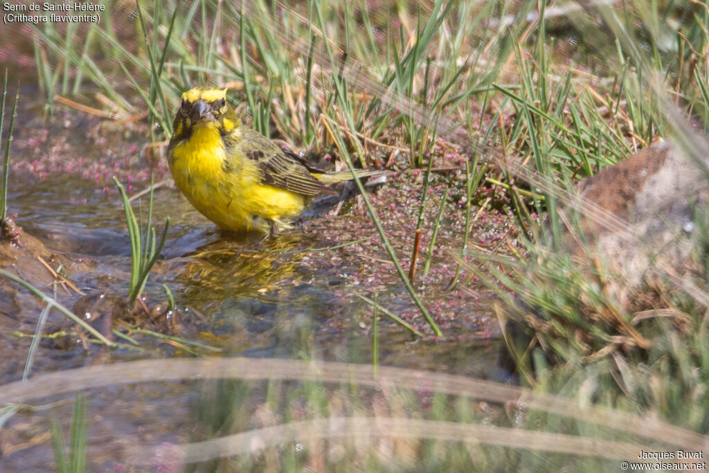 Serin de Sainte-Hélène mâle adulte