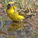 Serin de Sainte-Hélène
