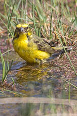 Serin de Sainte-Hélène