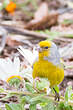 Serin du Cap