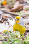 Serin du Cap