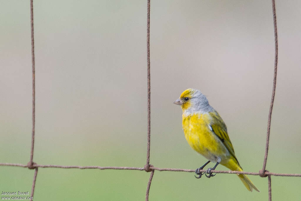 Cape Canary male adult breeding, identification