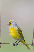 Serin du Cap