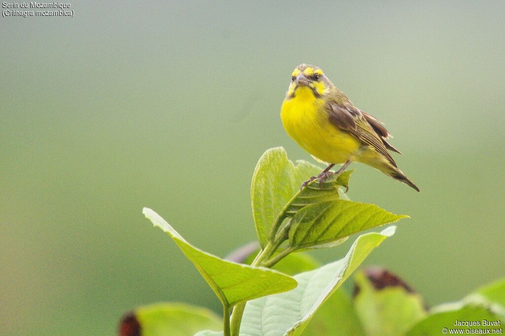 Serin du Mozambique mâle adulte nuptial