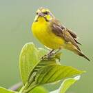 Serin du Mozambique