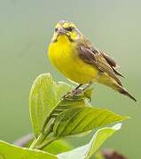 Yellow-fronted Canary