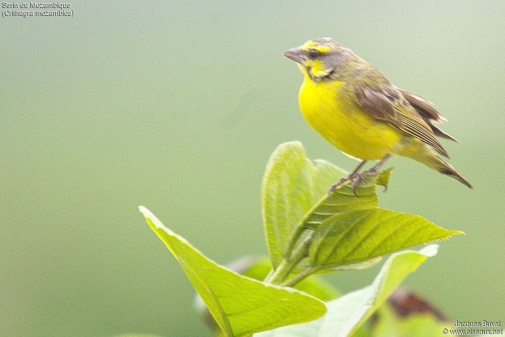 Serin du Mozambique mâle adulte nuptial