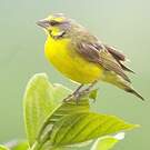 Serin du Mozambique