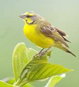 Yellow-fronted Canary