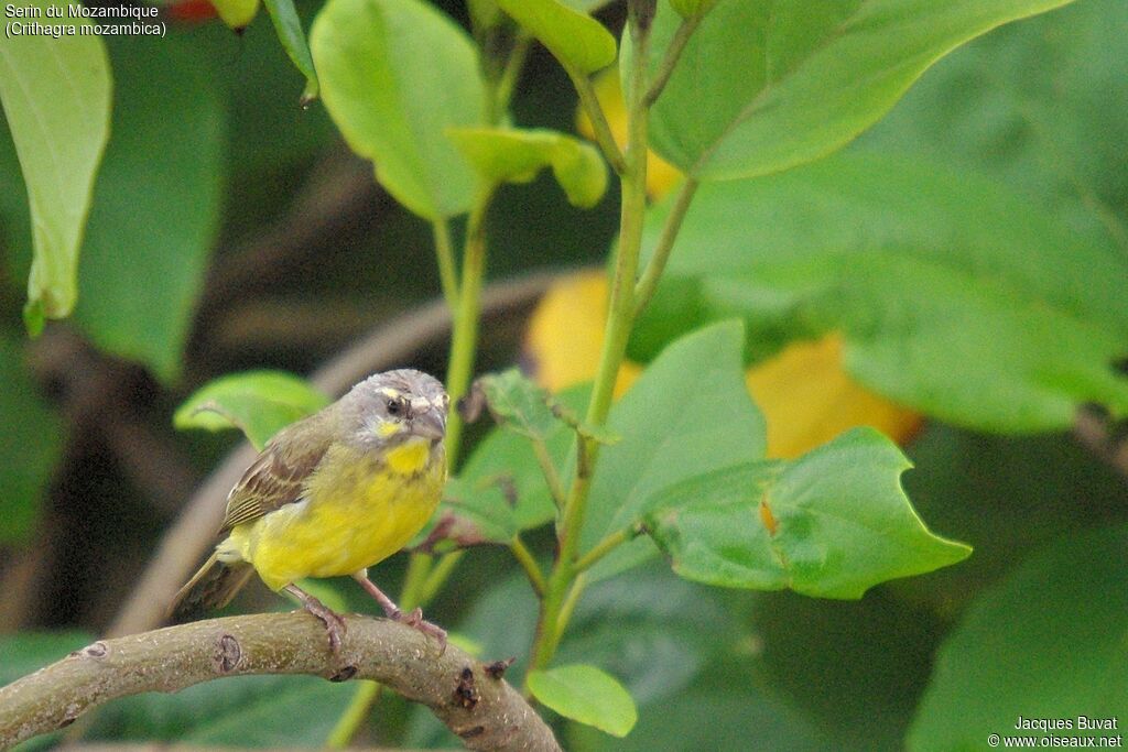 Serin du Mozambique femelle adulte