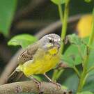 Serin du Mozambique
