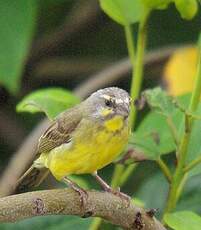 Serin du Mozambique