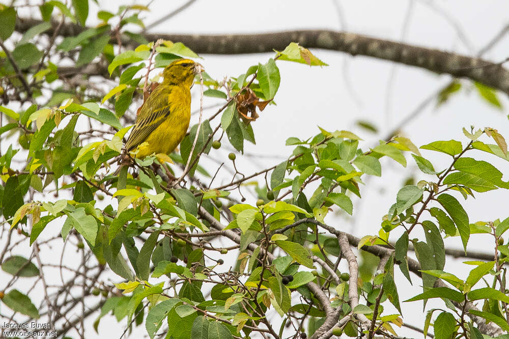 Serin soufré mâle adulte, Nidification