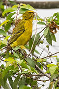 Brimstone Canary