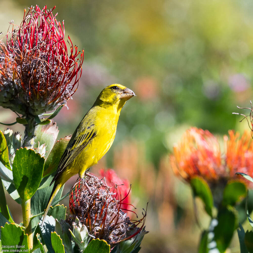 Brimstone Canary male adult breeding, eats