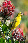 Serin soufré