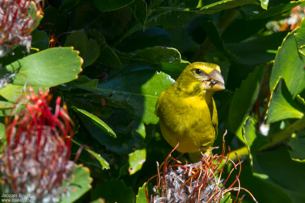 Serin soufré mâle adulte, régime, mange