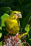 Serin soufré