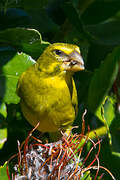 Brimstone Canary