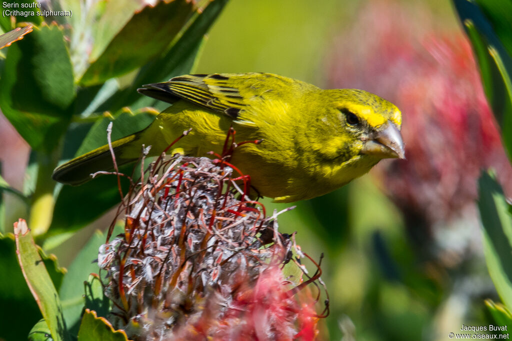 Serin soufré mâle adulte nuptial