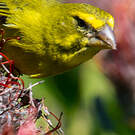 Serin soufré