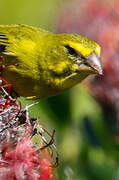 Serin soufré