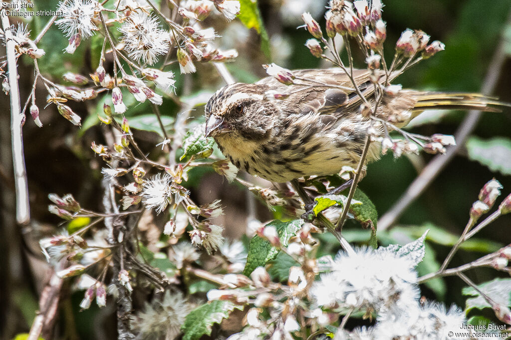 Serin striéadulte