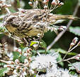 Serin strié