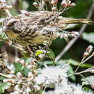 Serin strié