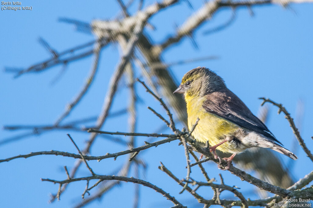 Serin totta mâle adulte