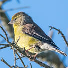 Serin totta