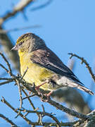 Cape Siskin