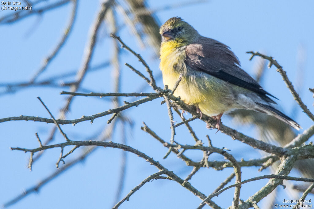 Cape Siskin male adult