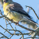 Serin totta