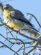 Cape Siskin