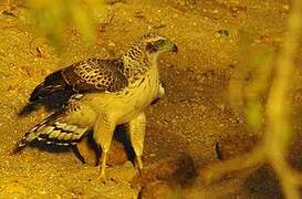 Crested Serpent Eagle