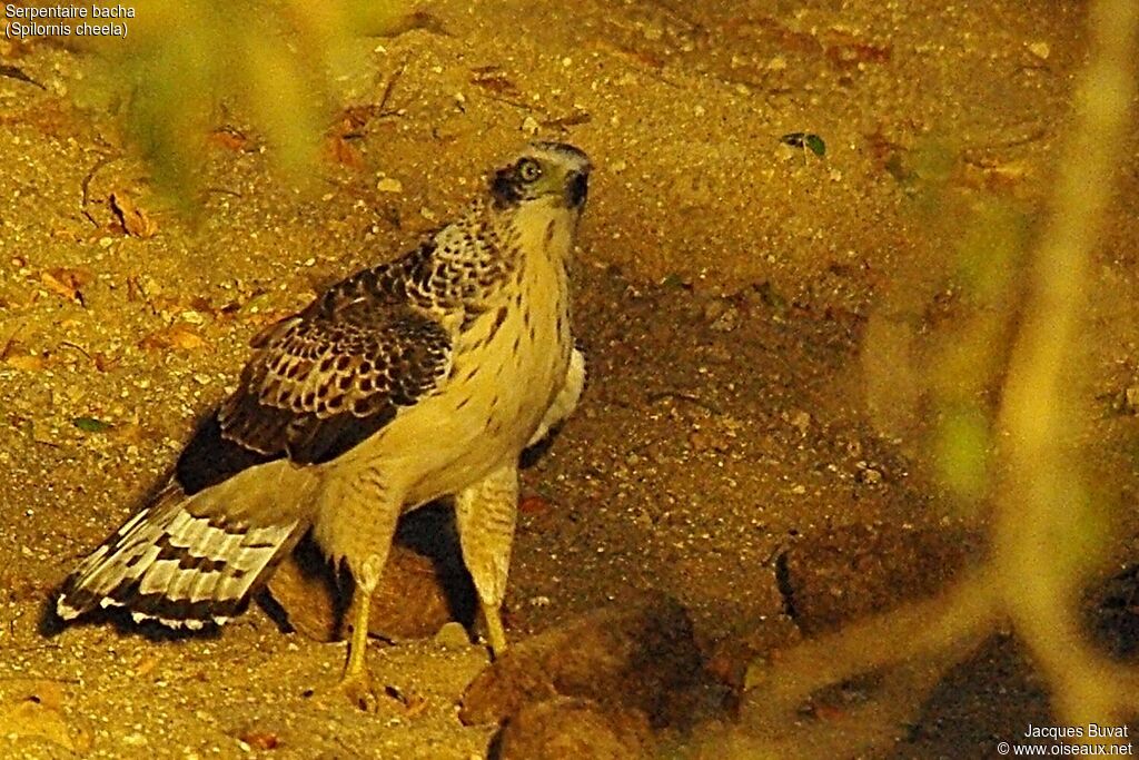 Crested Serpent Eaglejuvenile