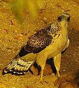 Crested Serpent Eagle