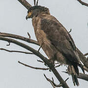 Crested Serpent Eagle