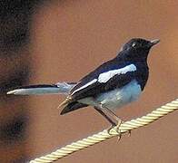 Oriental Magpie-Robin