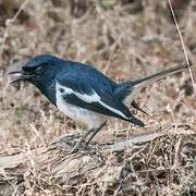 Oriental Magpie-Robin