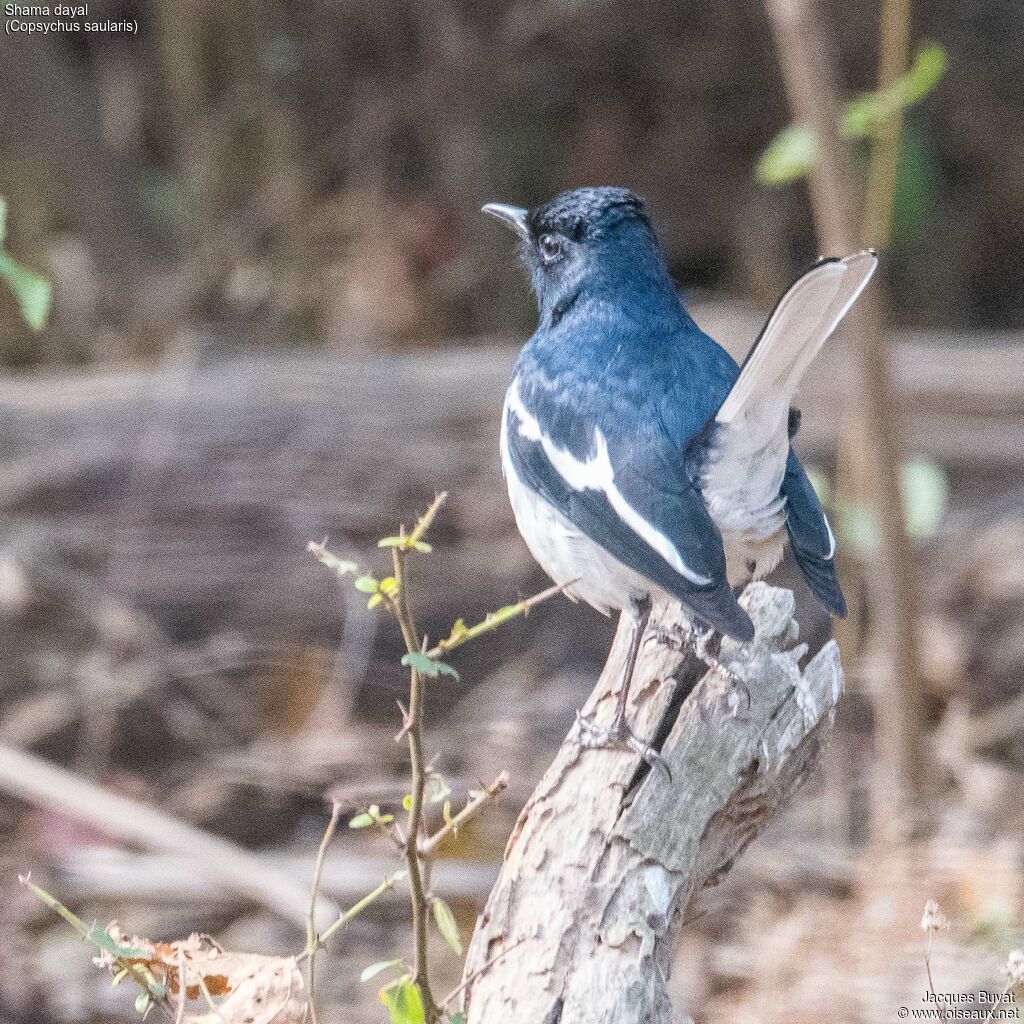 Oriental Magpie-Robin male adult, close-up portrait, aspect, pigmentation, courting display