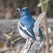 Oriental Magpie-Robin