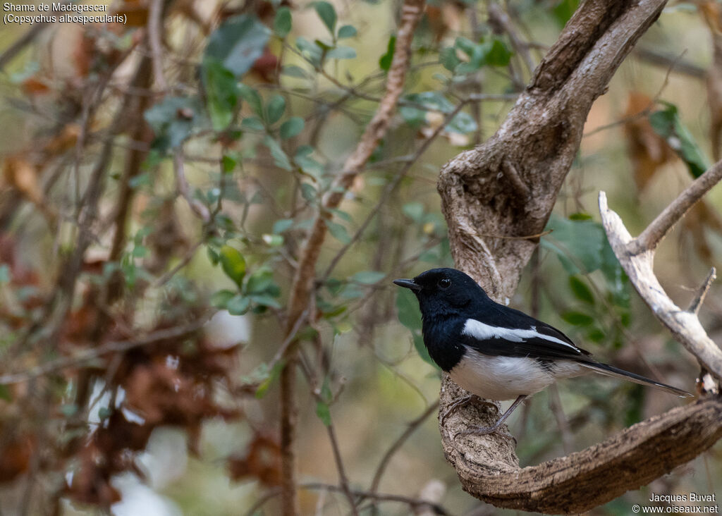 Madagascar Magpie-Robin male adult