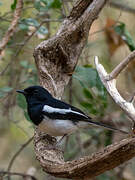 Madagascan Magpie-Robin