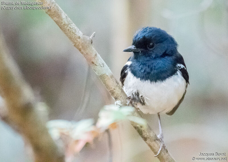 Madagascan Magpie-Robin male adult