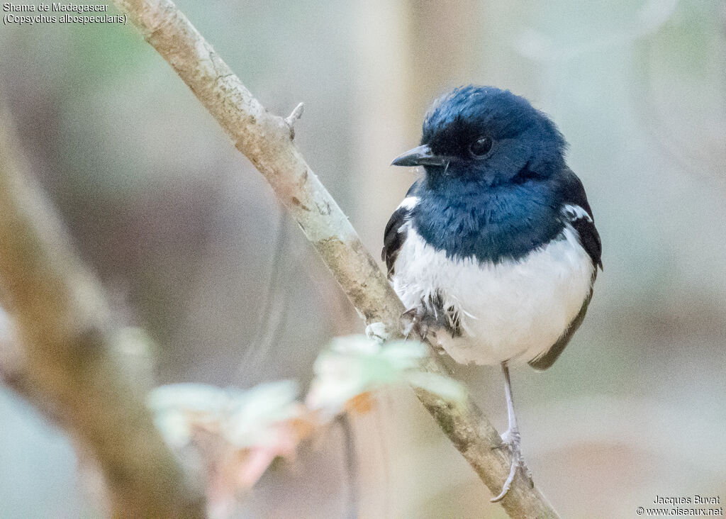 Madagascan Magpie-Robin male adult