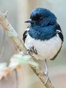 Madagascar Magpie-Robin